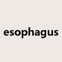 esophagus是什么意思