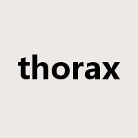 thorax是什么意思