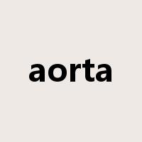 aorta是什么意思