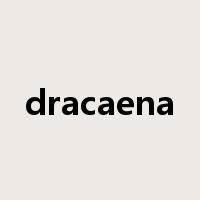 dracaena是什么意思