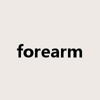 forearm是什么意思