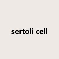 sertoli cell是什么意思
