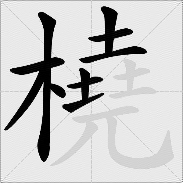 橈