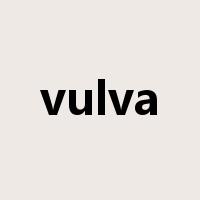 vulva是什么意思