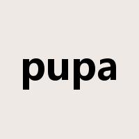 pupa是什么意思