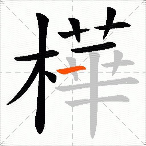樺