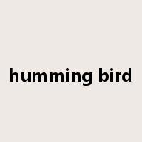 humming bird是什么意思