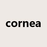 cornea是什么意思