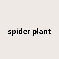 spider plant是什么意思
