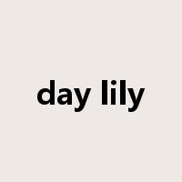 day lily是什么意思