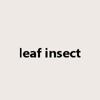 leaf insect是什么意思