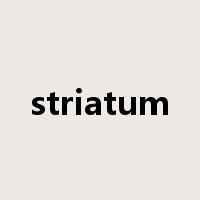 striatum是什么意思