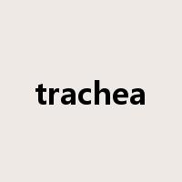 trachea是什么意思