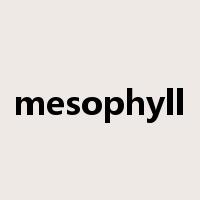 mesophyll是什么意思