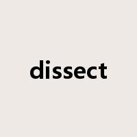 dissect是什么意思
