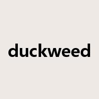 duckweed是什么意思