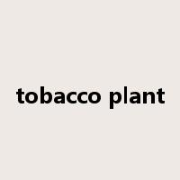 tobacco plant是什么意思