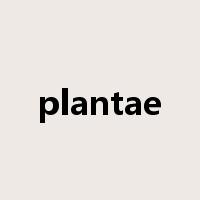 plantae是什么意思