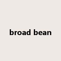 broad bean是什么意思