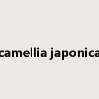 camellia japonica是什么意思