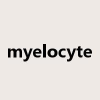 myelocyte是什么意思