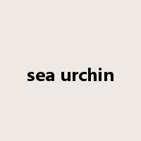 sea urchin是什么意思