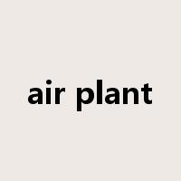 air plant是什么意思