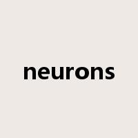 neurons是什么意思