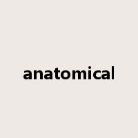 anatomical是什么意思