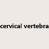 cervical vertebra是什么意思