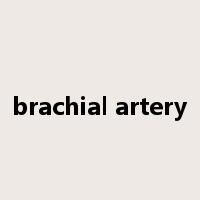brachial artery是什么意思