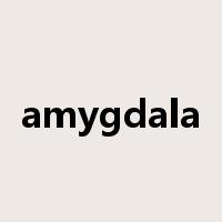 amygdala是什么意思
