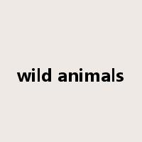wild animals是什么意思