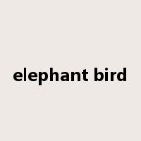 elephant bird是什么意思