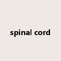 spinal cord是什么意思