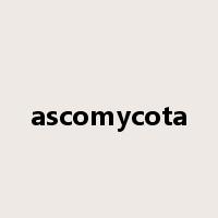 ascomycota是什么意思