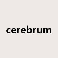 cerebrum是什么意思