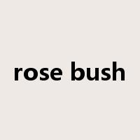 rose bush是什么意思