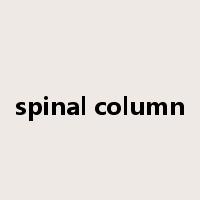 spinal column是什么意思