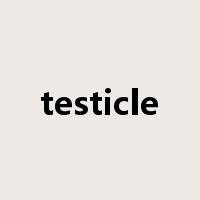 testicle是什么意思