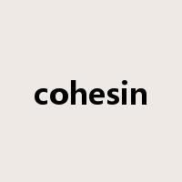 cohesin是什么意思