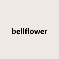 bellflower是什么意思