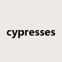 cypresses是什么意思