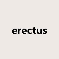 erectus是什么意思