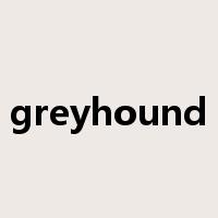 greyhound是什么意思