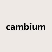 cambium是什么意思