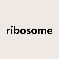 ribosome是什么意思