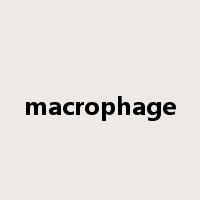 macrophage是什么意思