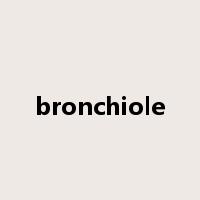 bronchiole是什么意思