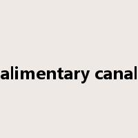 alimentary canal是什么意思